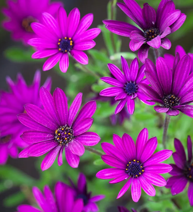 Sarah Raven Osteospermum Tresco Purple Pflanzen 3x 9cm Topf