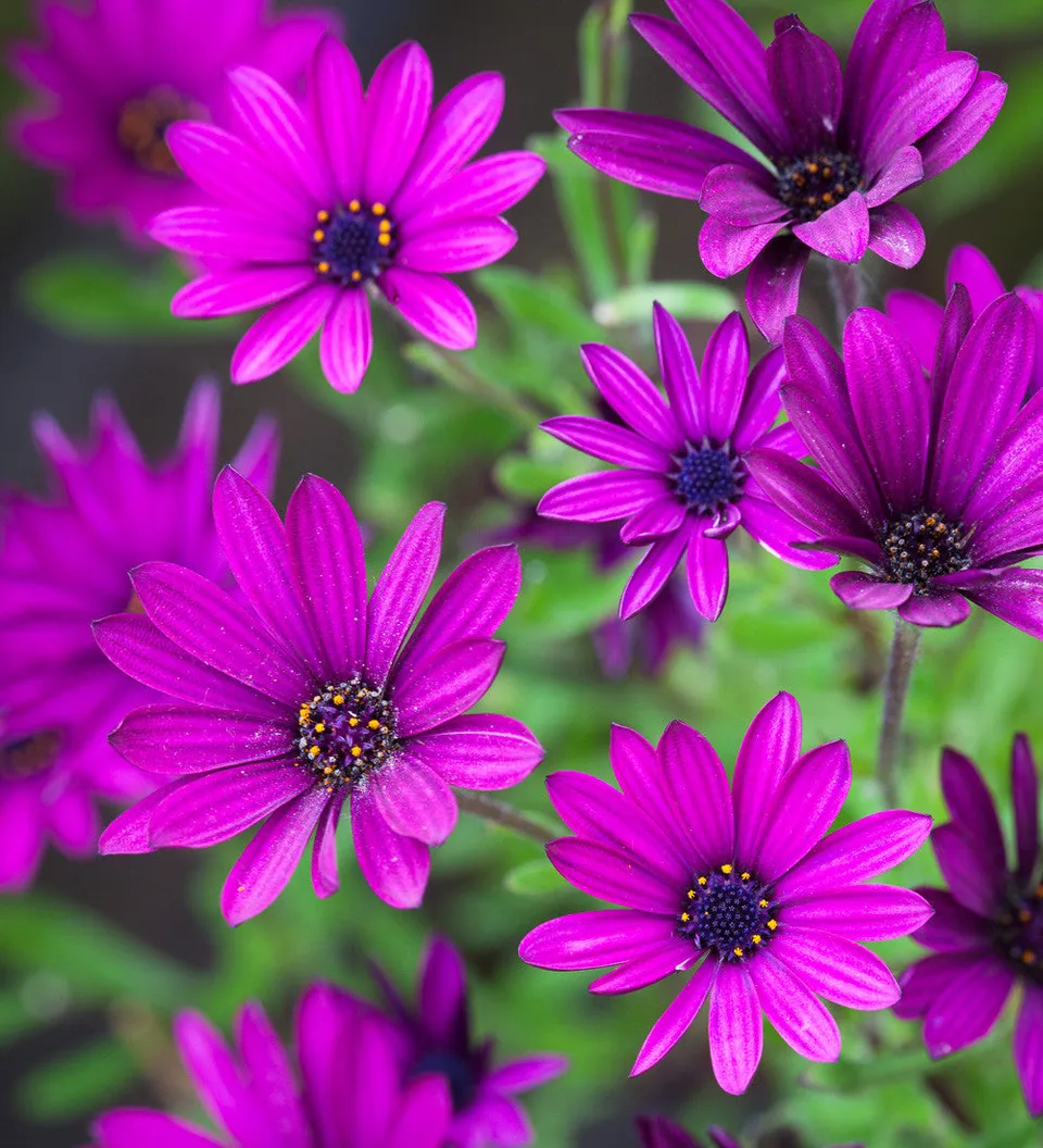 Sarah Raven Osteospermum Tresco Purple Pflanzen 3x 9cm Topf