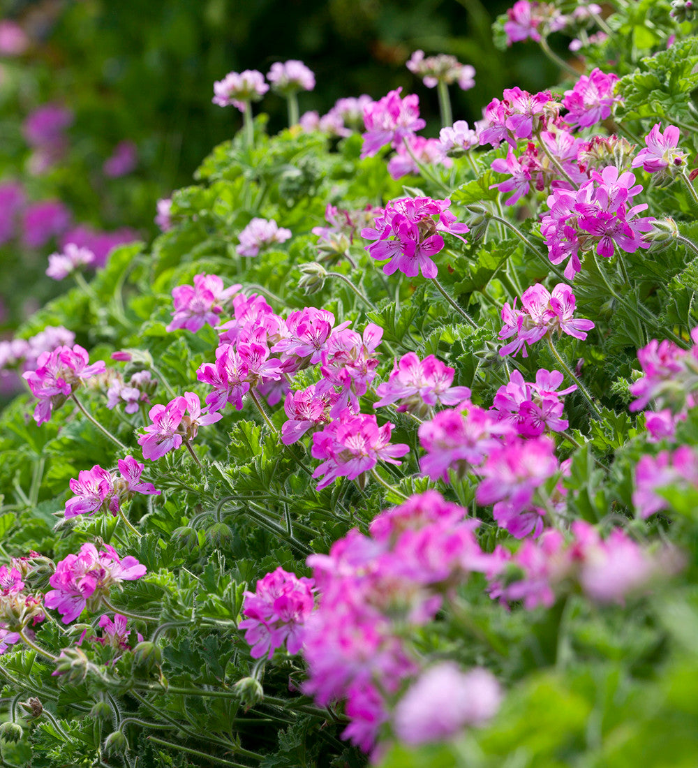 Sarah Raven Plants Attar of Roses Duftgeranie 3x9cm Rosenduft