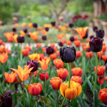 Sarah Raven Bulbs Rich Tulip Colour Splash Mix Blumenzwiebeln 75 Stück
