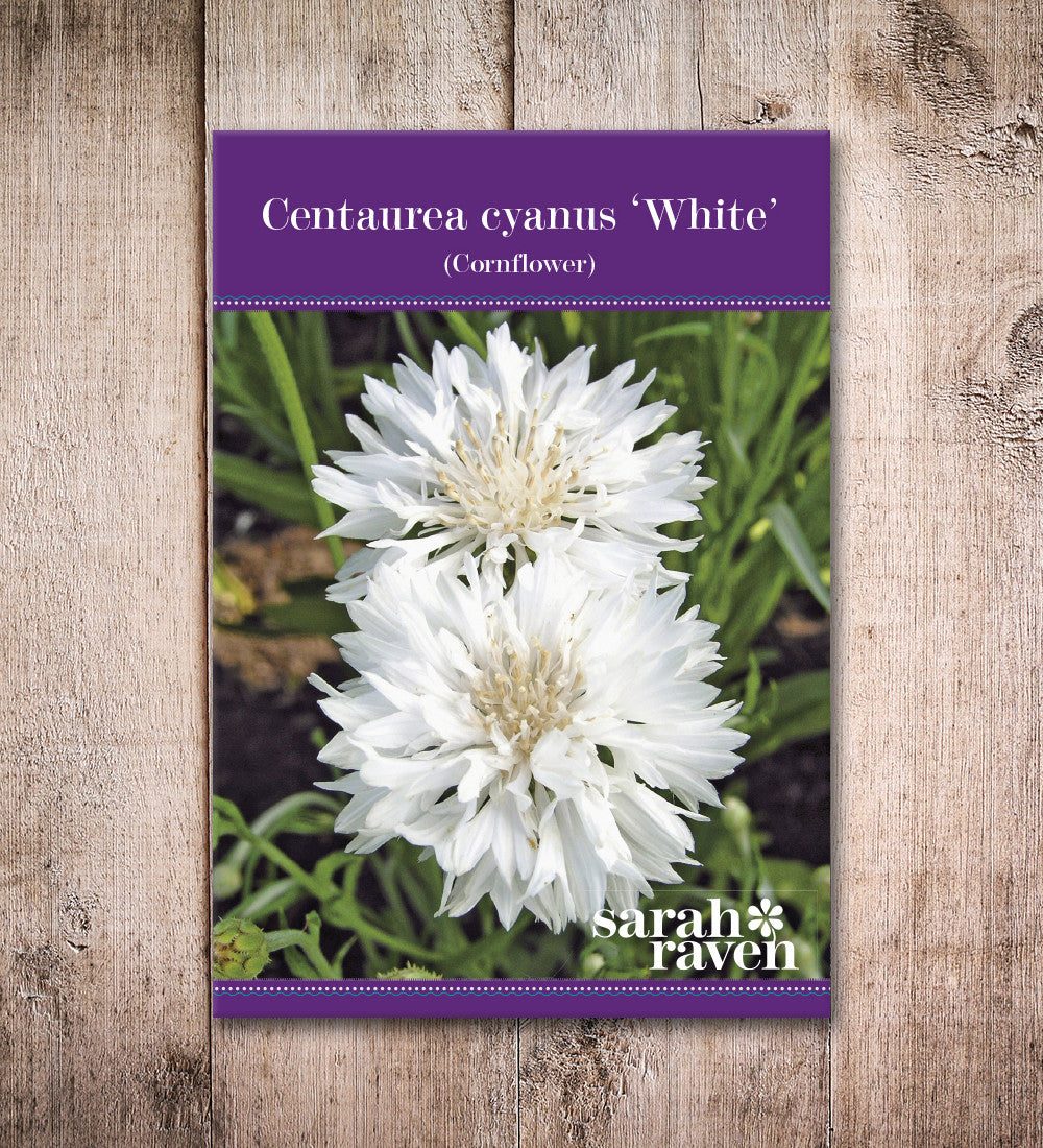 Sarah Raven Seeds Centaurea cyanus White Blumensamen 500 Samen weiß