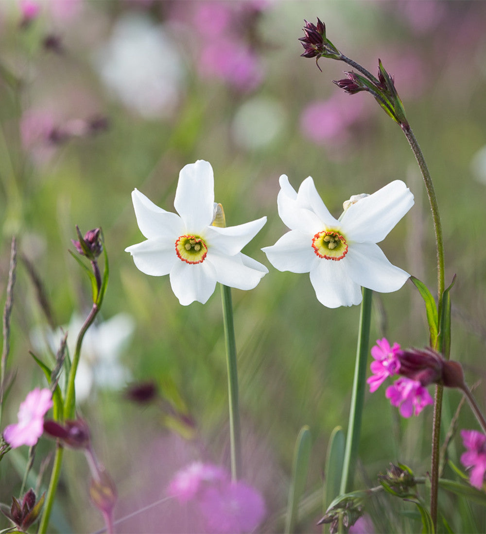 Sarah Raven Bulbs Narcissus Actaea Blumenzwiebeln 15 Stk Duft