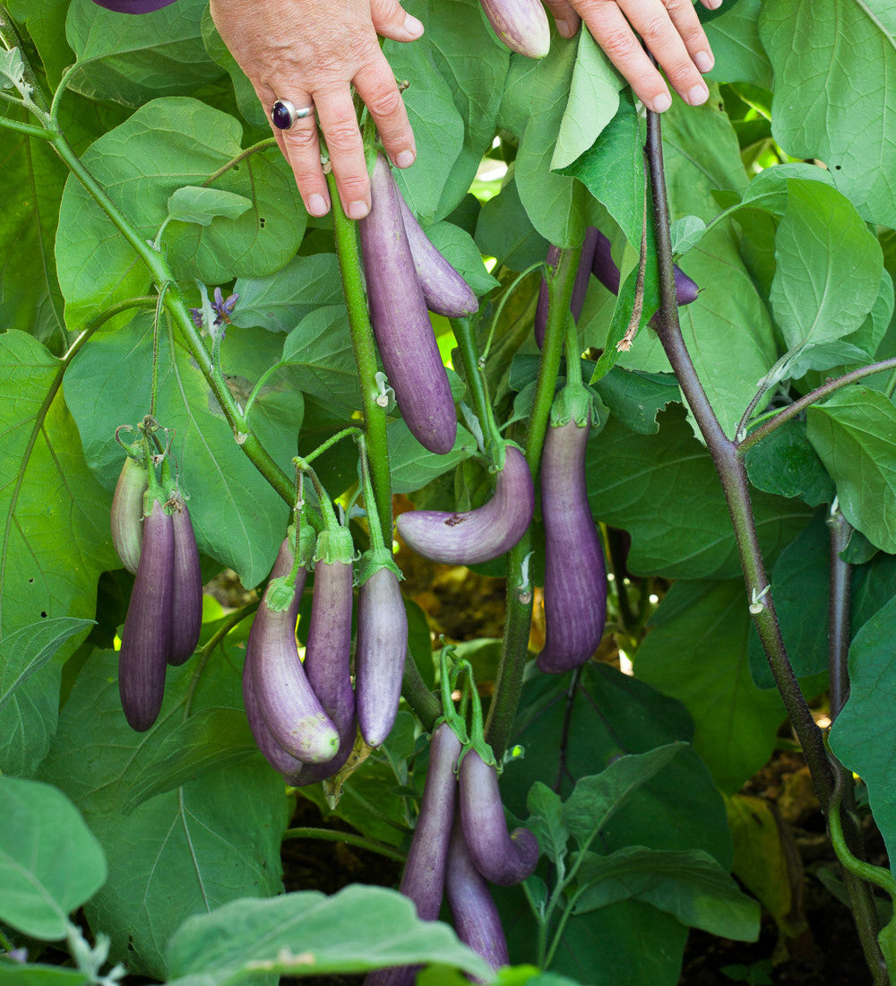 Sarah Raven Seeds Aubergine Slim Jim Auberginensamen 50 Samen lang