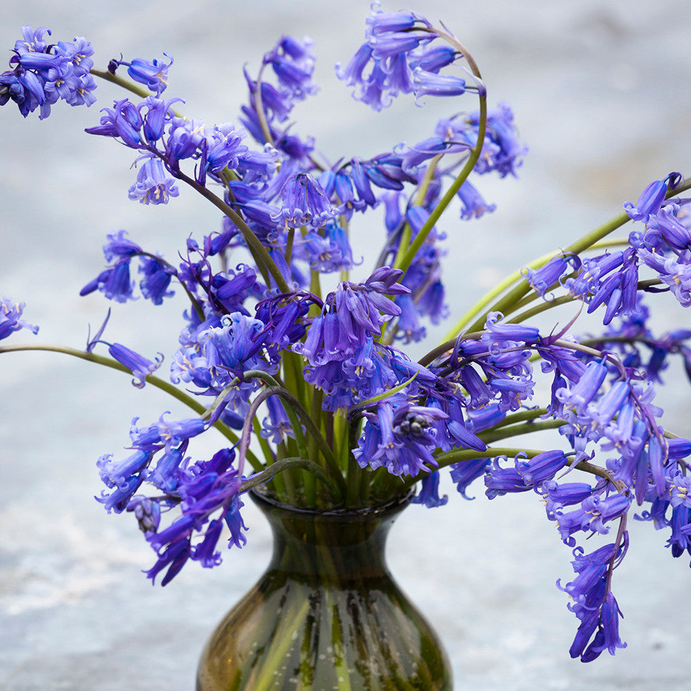 Sarah Raven Bluebells Hasenglöckchen Zwiebeln 25 Stück