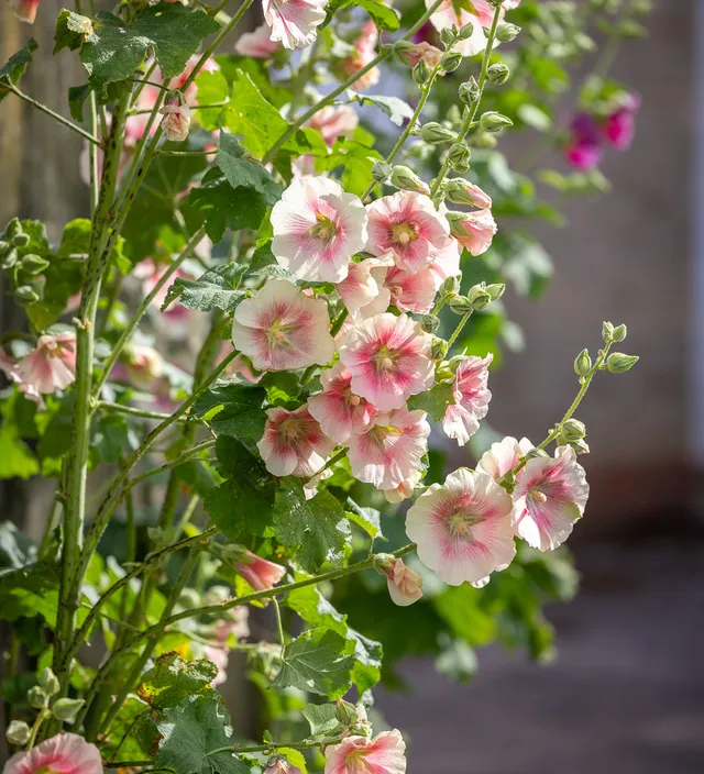 Sarah Raven Plants Alcea Halo Blush Stockrose 3x9cm rosa