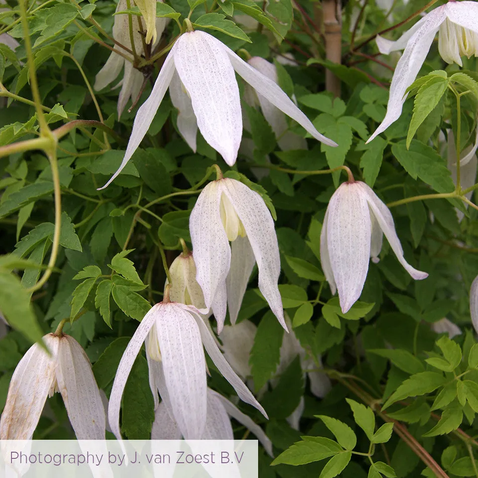 Sarah Raven Plants Clematis koreana Broughton Bride Waldrebe 2L weiß