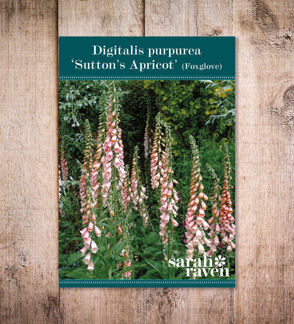 Sarah Raven Plants Digitalis purpurea Suttons Apricot Fingerhut 150 Samen rosa