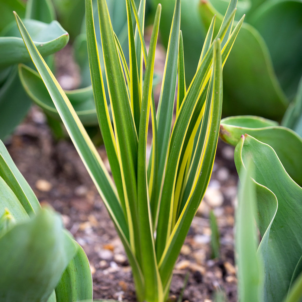 Sarah Raven Bulbs Camassia Blue Melody Blumenzwiebeln hellblau