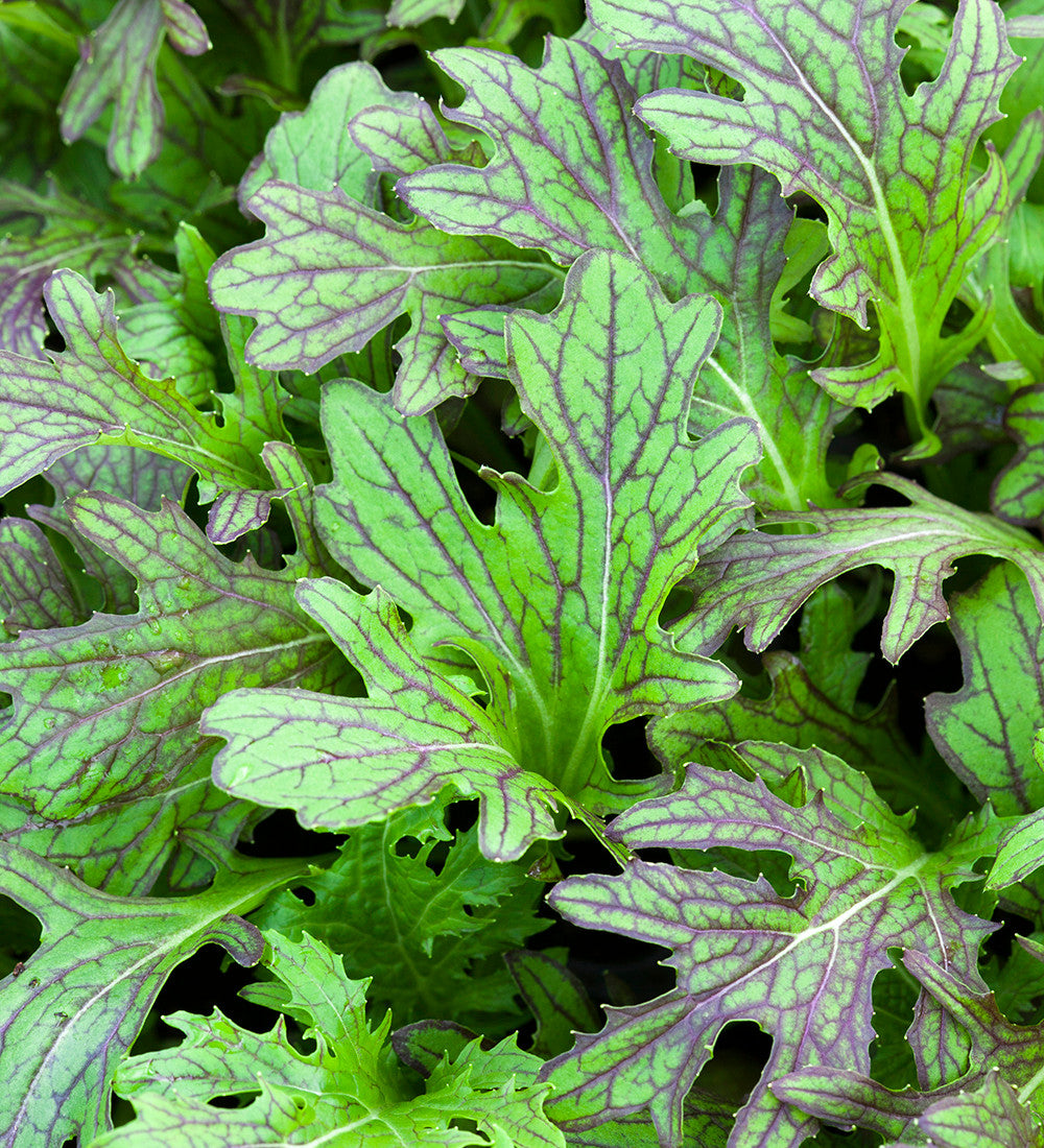 Sarah Raven Seeds Mustard Red Dragon Saatgut 350 Samen