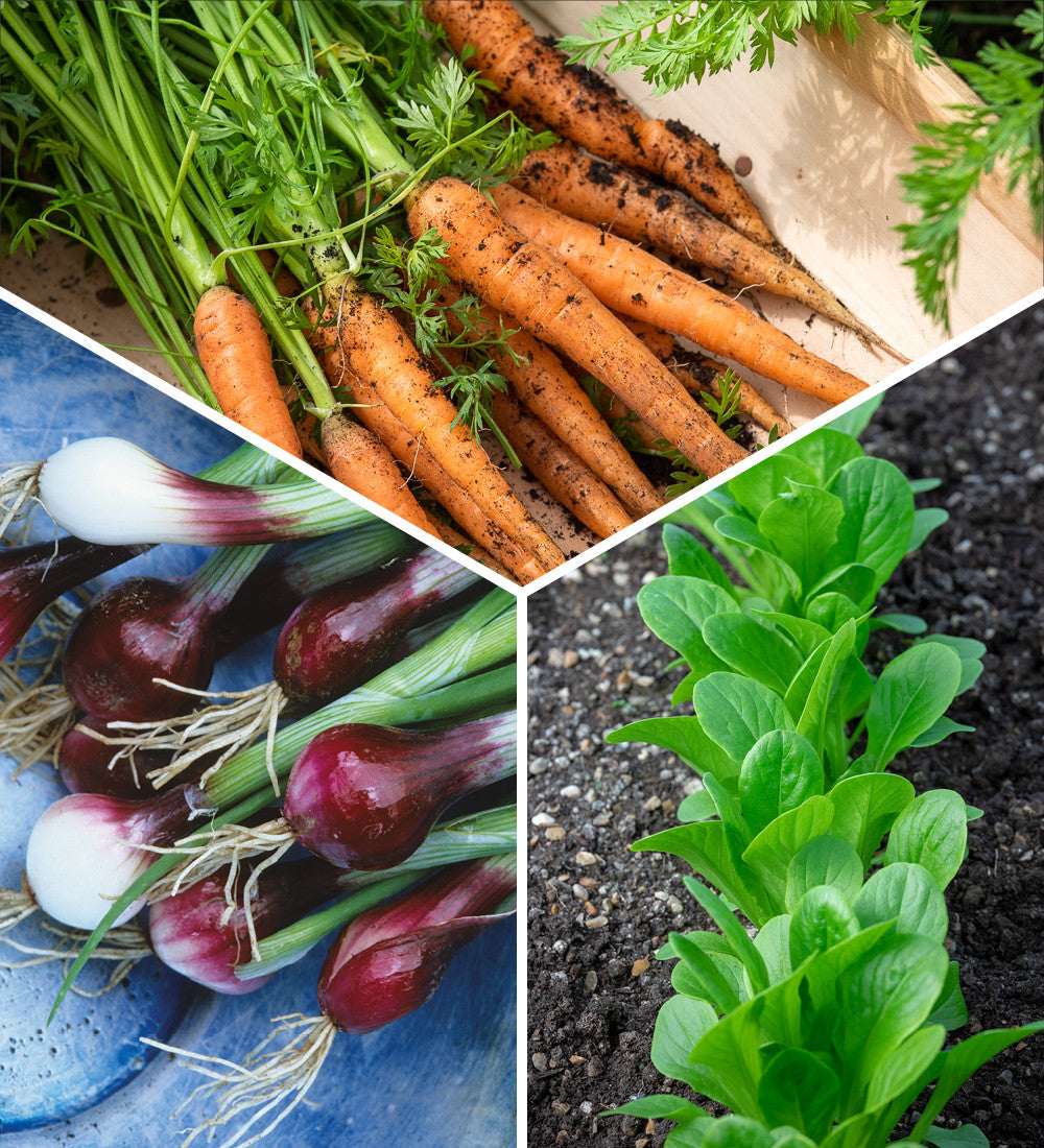 Sarah Raven Seeds Fuss Free Easy Veg Samen 3x6m Saatband Set