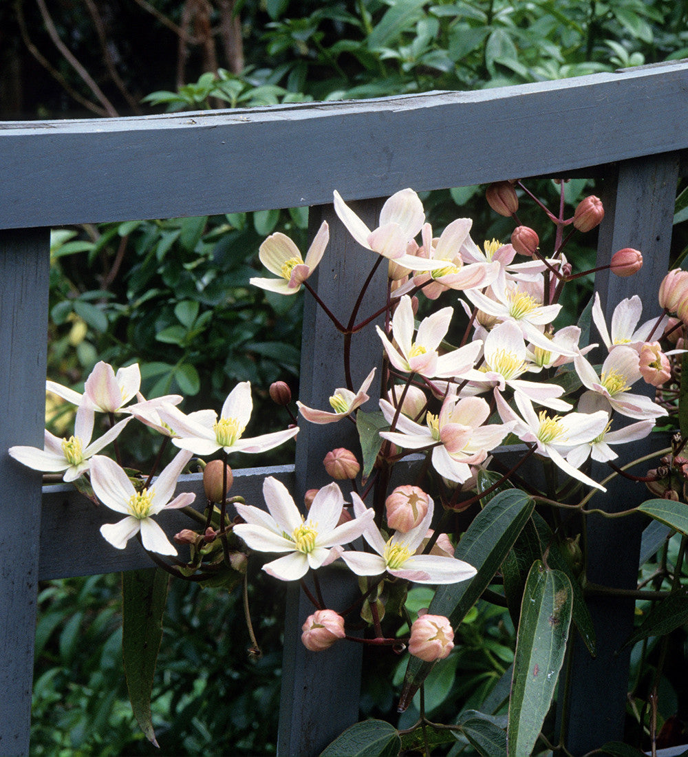 Sarah Raven Clematis armandii Apple Blossom Pflanze 2L Topf