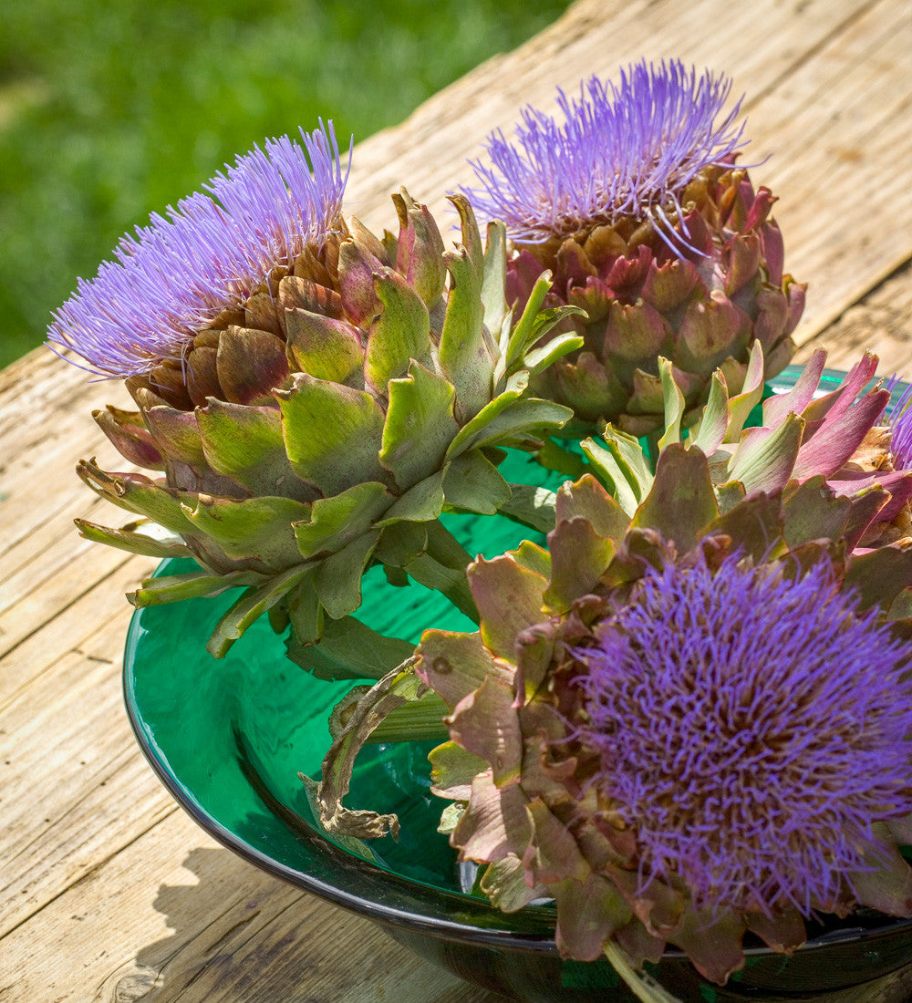 Sarah Raven Kardone Cynara Cardunculus 3x9cm Töpfe