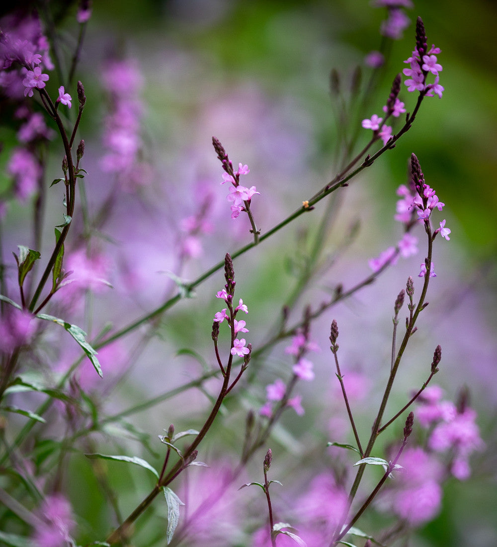 Sarah Raven Verbena Bampton Verbene 3 x 9 cm Topf Rosa