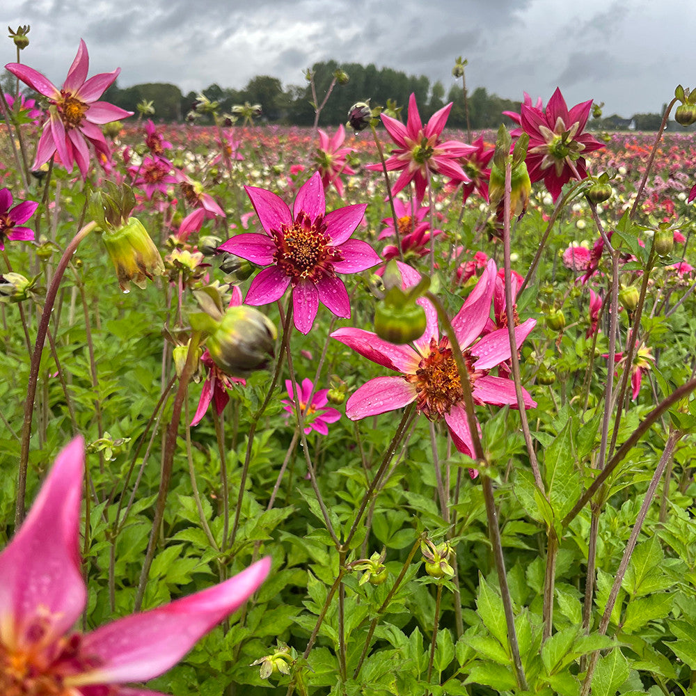 Sarah Raven Dahlia Pink Starfish Dahlienknolle 1 Knolle pink
