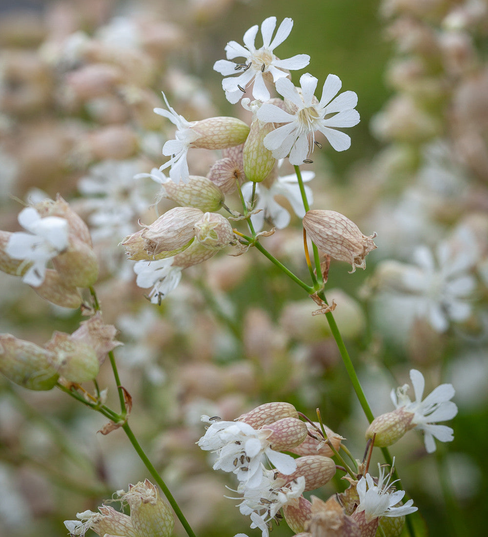 Sarah Raven Seeds Bladder Campion Silene vulgaris Samen 200 Stück