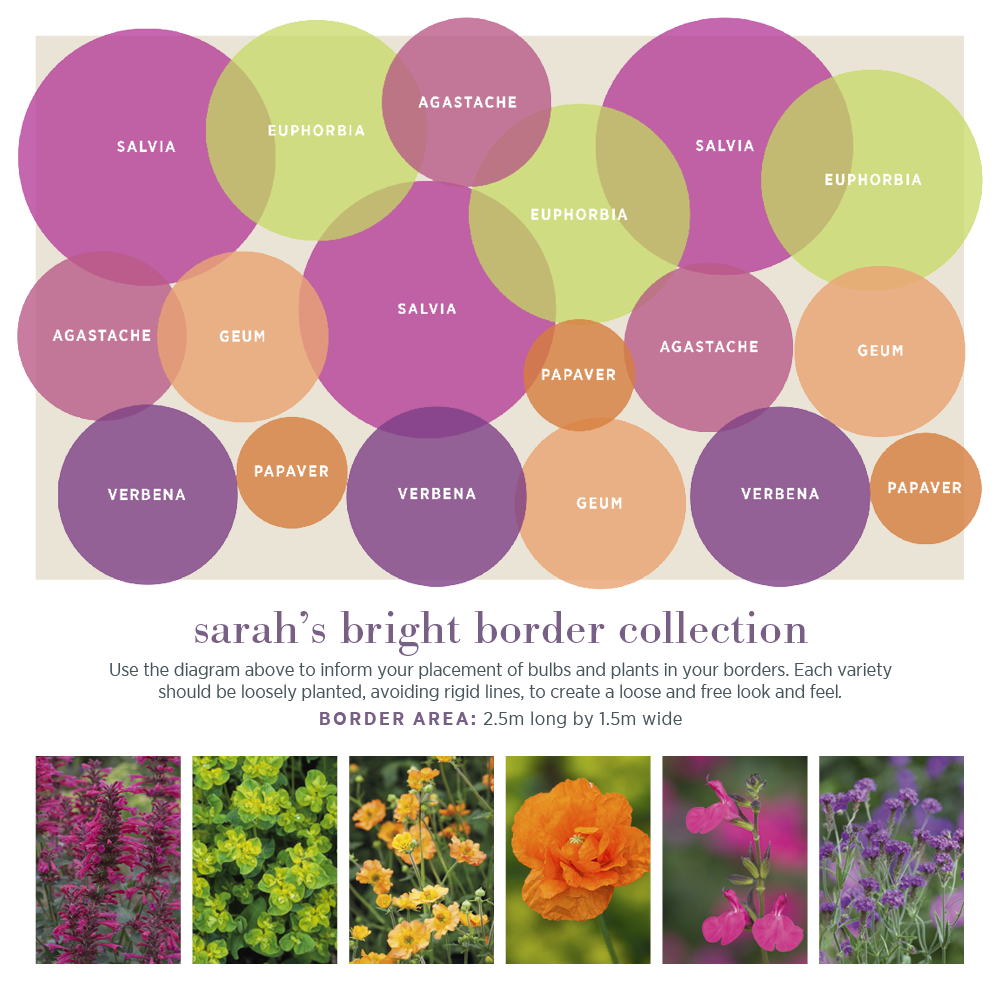 Sarah Raven Plants Bright Border Collection Pflanze 18x9cm bunt