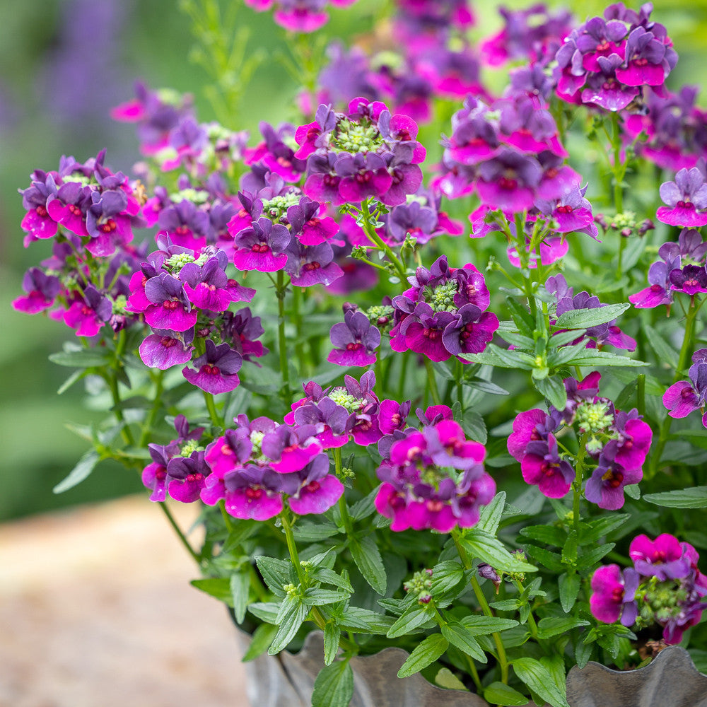 Sarah Raven Plants Nemesia 'Lady Lisa' Pflanze 3x 9cm-Topf blau