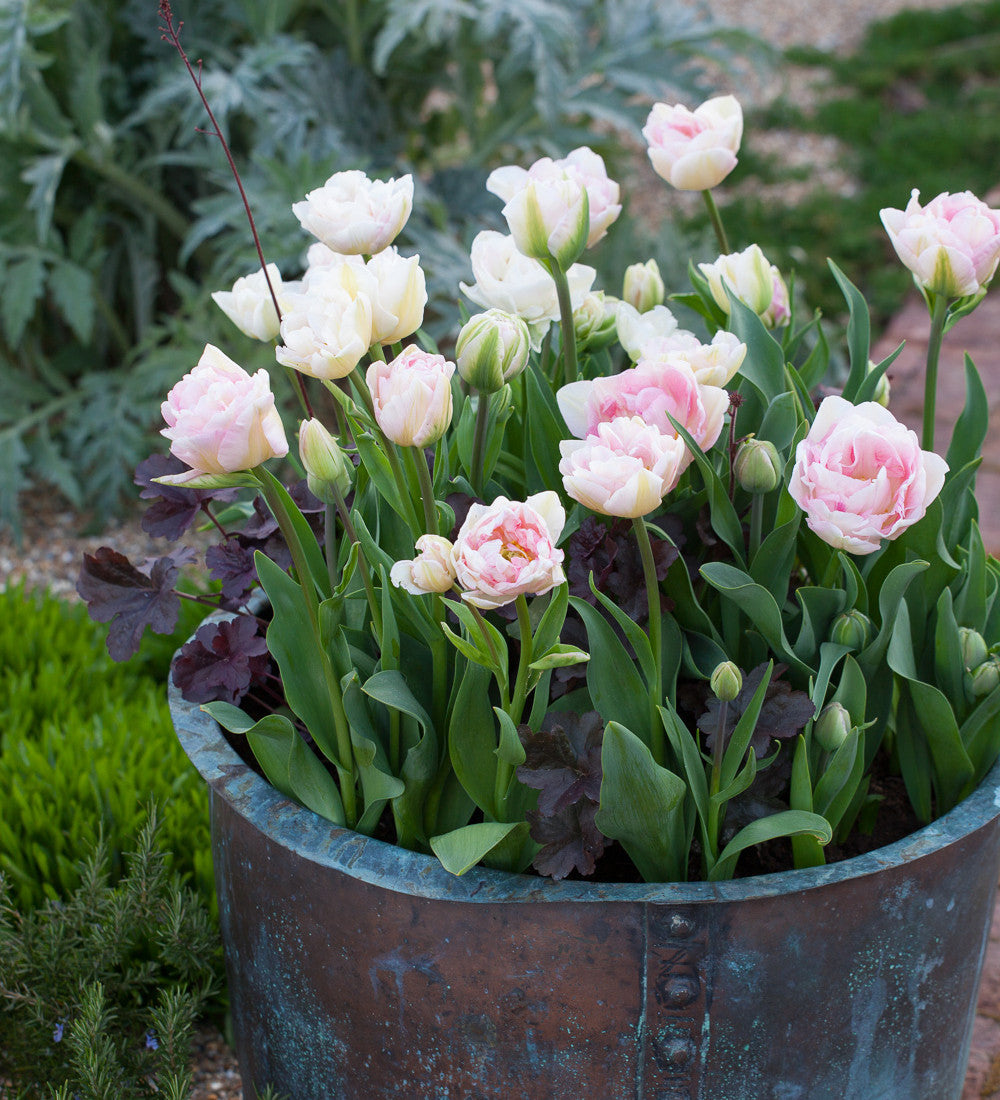Sarah Raven Bulbs Tulpe China Town Blumenzwiebeln 10 Stück bunt