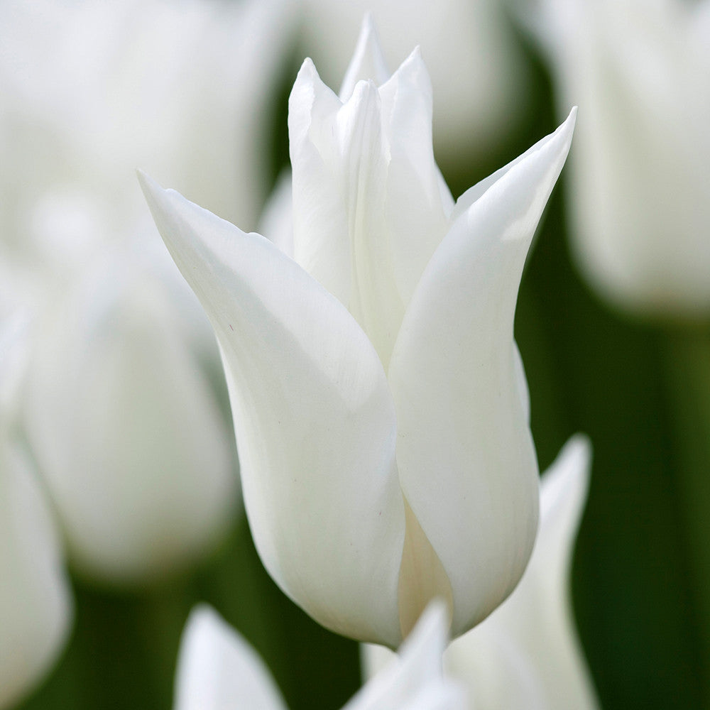 Sarah Raven Bulbs Tulip White Triumphator Blumenzwiebel 15 weiß