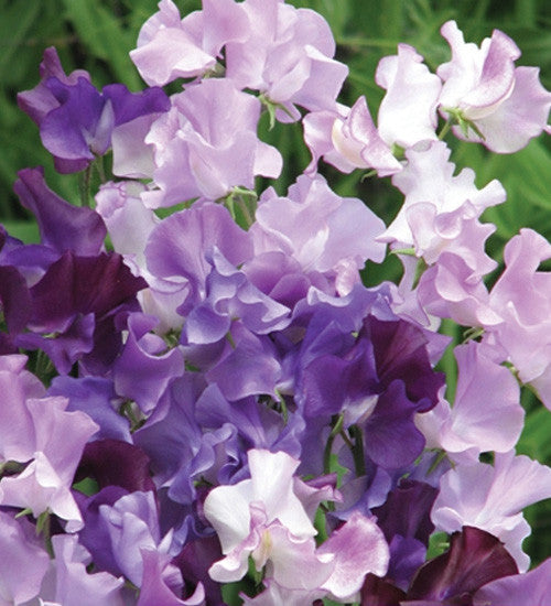 Sarah Raven Plants Ultimate Sweet Pea Samen 6 Tüten duftend
