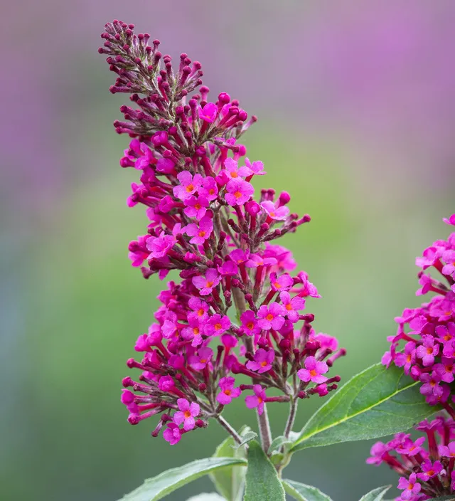 Sarah Raven Buddleja Hot Raspberry Sommerflieder 2 L