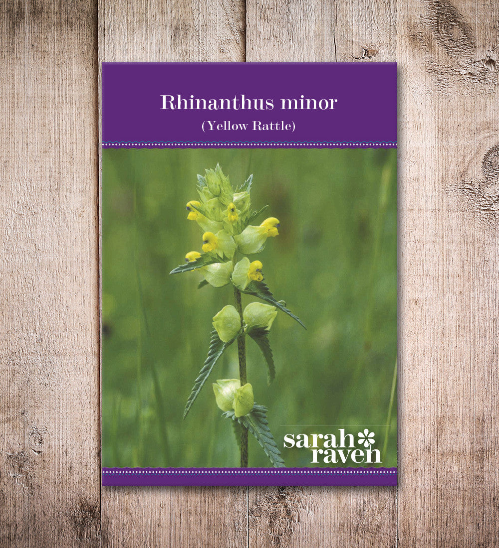Sarah Raven Seeds Klappertopf Rhinanthus minor Samen 400 Samen