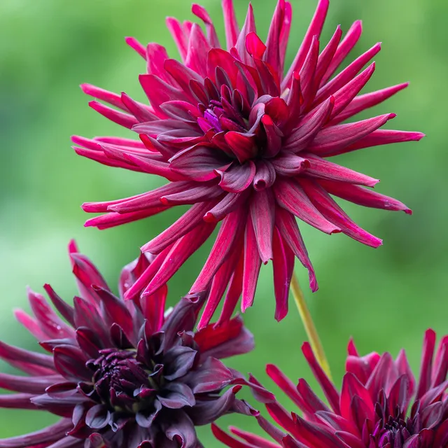 Sarah Raven Bulbs Dahlie Nuit d'Ete Knolle 1 Stück dunkelrot