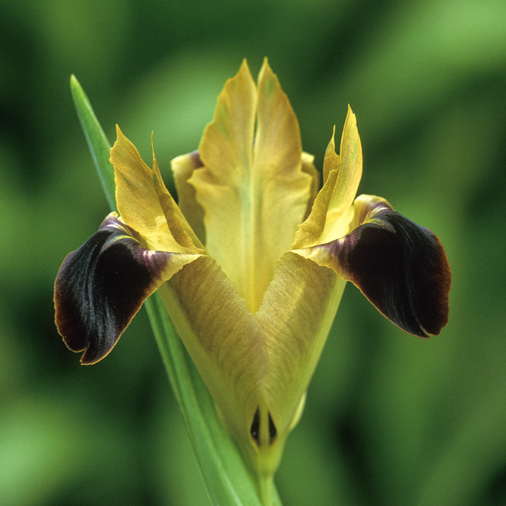 Sarah Raven Bulbs Iris tuberosa Blumenzwiebeln 15 Stück grün-gelb