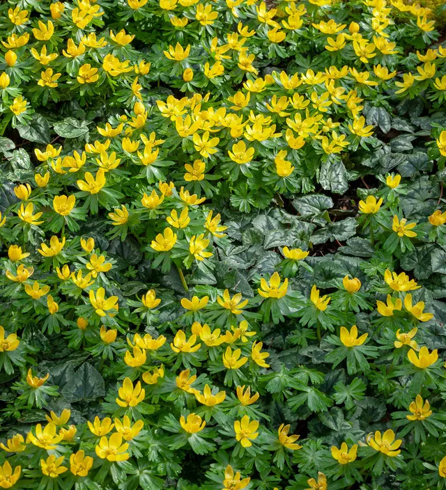 Sarah Raven Bulbs Eranthis Cilicica Blumenzwiebeln 25 Stück gelb