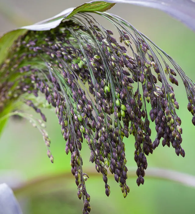 Sarah Raven Seeds Panicum miliaceum Violaceum Samen 100 Samen