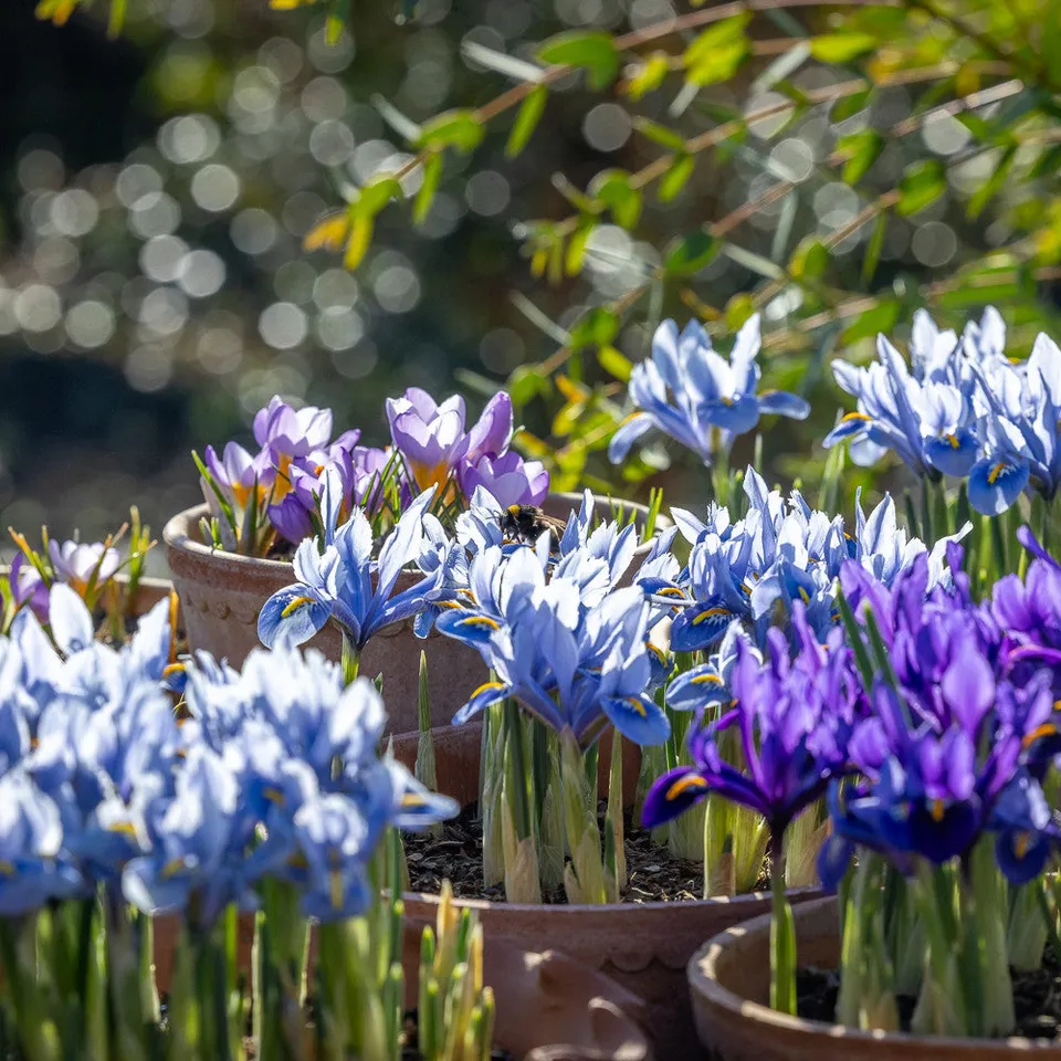 Sarah Raven Bulbs Start Spring Februar Kollektion 75 Zwiebeln