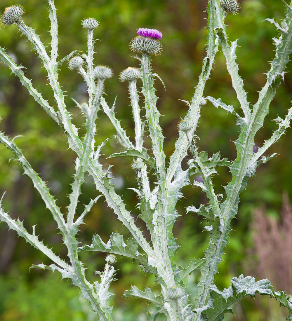 Sarah Raven Seeds Onopordum acanthium Samen 30 Stück Distel