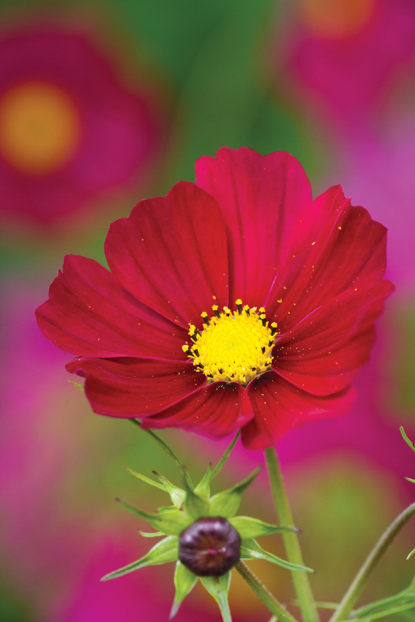 Sarah Raven Seeds Ultimate Cosmos Collection Blumensamen 100 Samen