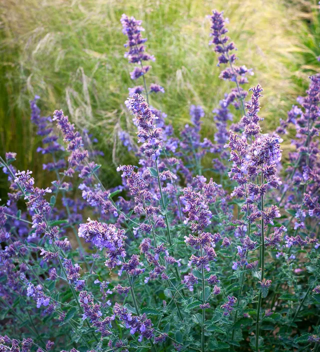 Sarah Raven Plants Nepeta Junior Walker Staude 3x9cm blau