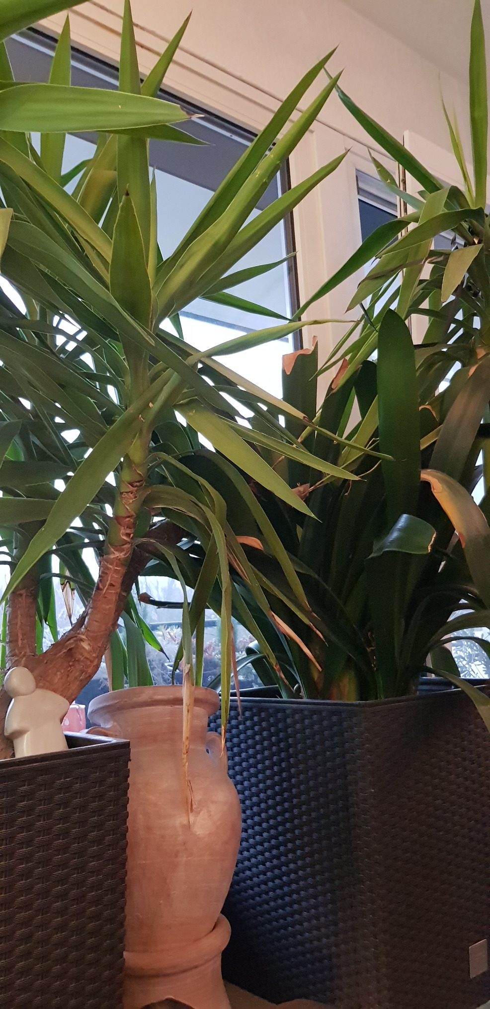 Prosperplast Rato Blumentopf anthrazit 40cm eckig mit Einsatz