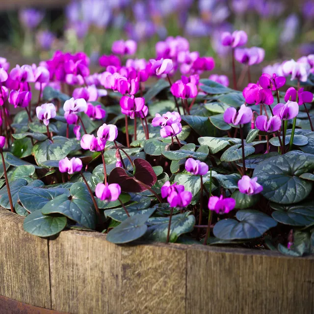 Sarah Raven Plants Cyclamen coum Pflanze 3 x 9cm Töpfe winterhart
