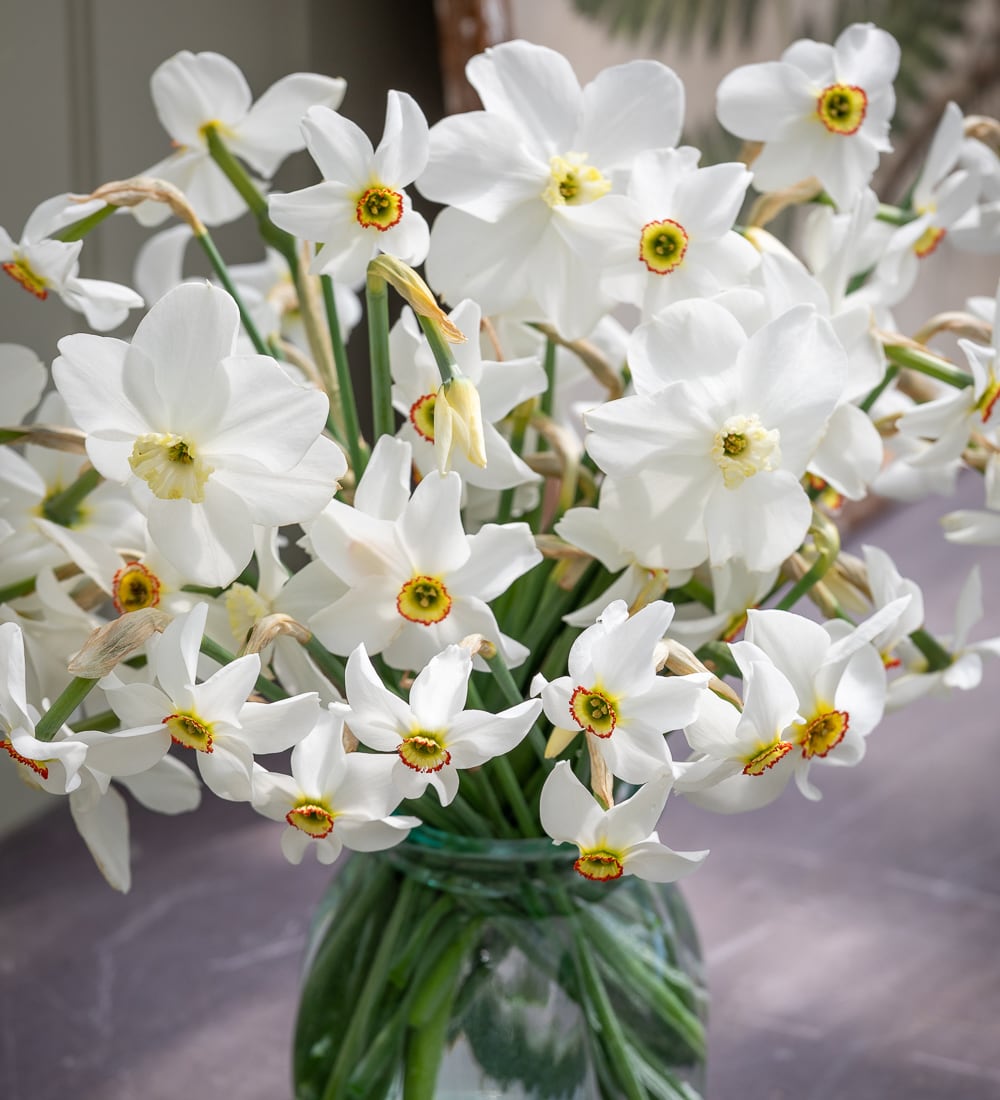 Sarah Raven Narzisse Old Pheasants Eye Zwiebeln 20 Zwiebeln duftend