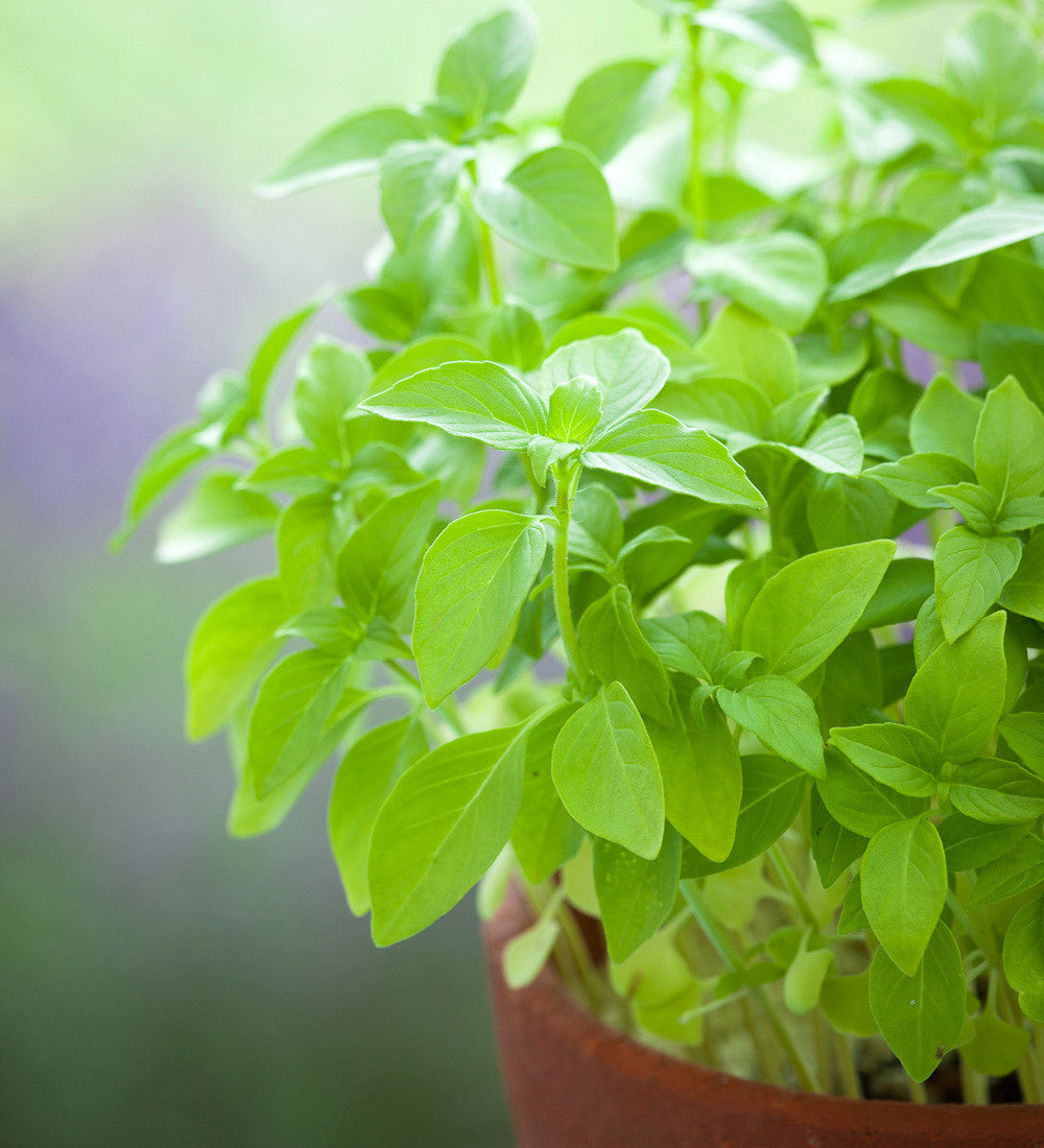 Sarah Raven Seeds Basilikum Lemon Samen 300 Samen Salat