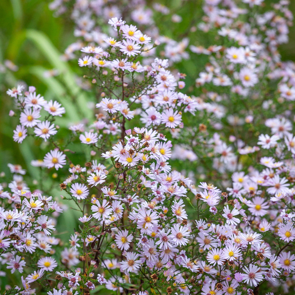 Sarah Raven Plants Aster Pink Cloud Pflanze 2 Liter Topf