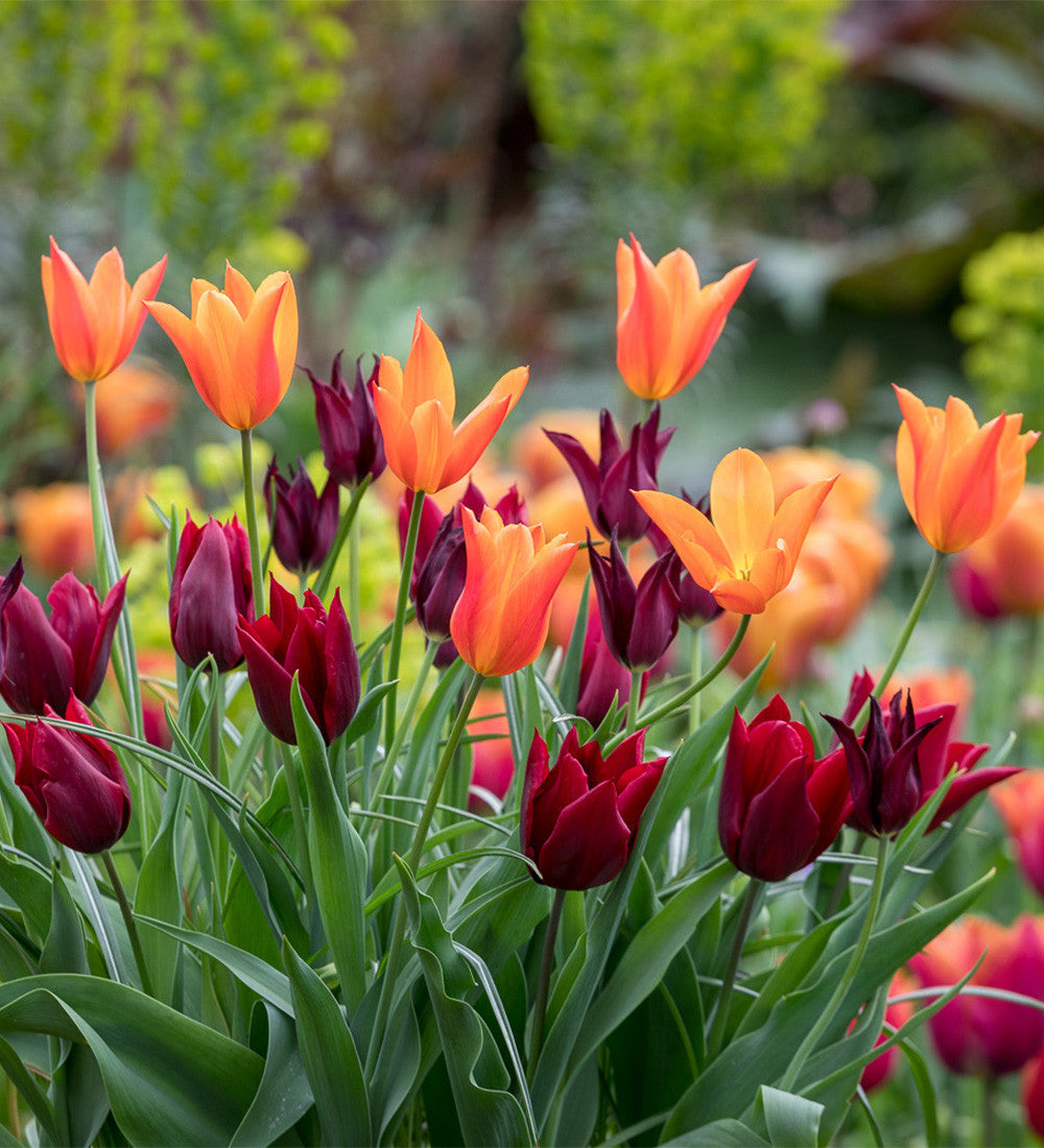 Sarah Raven Bulbs Lily Tulip Blumenzwiebeln 15 Stück April-Mai
