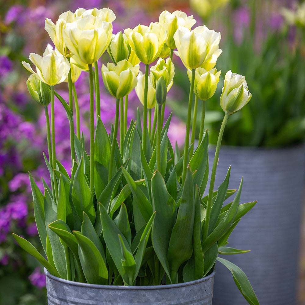 Sarah Raven Bulbs Spring Green Tulpenzwiebeln 10 Stück grün-weiß