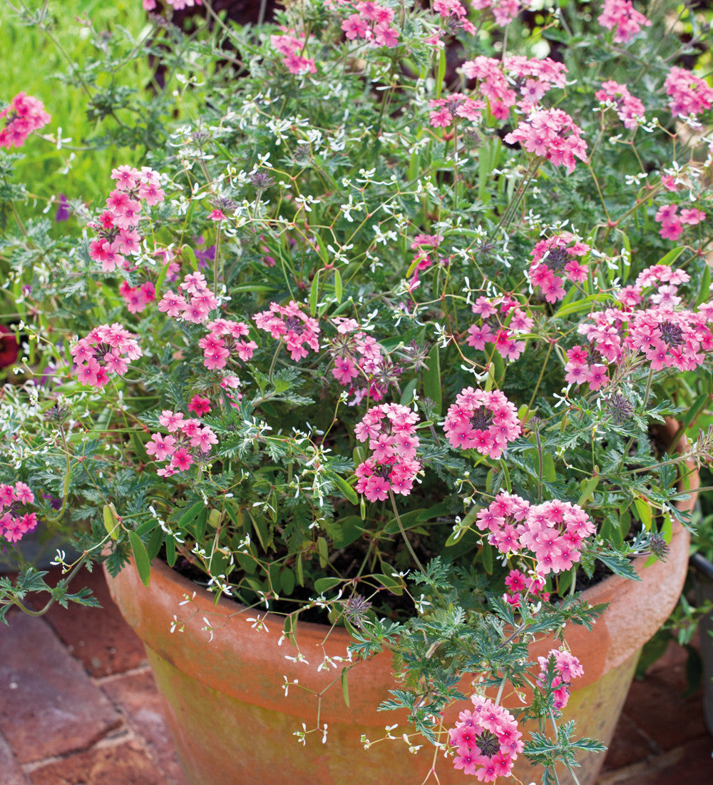 Sarah Raven Plants Verbena Sissinghurst Pflanze 3x9cm pink
