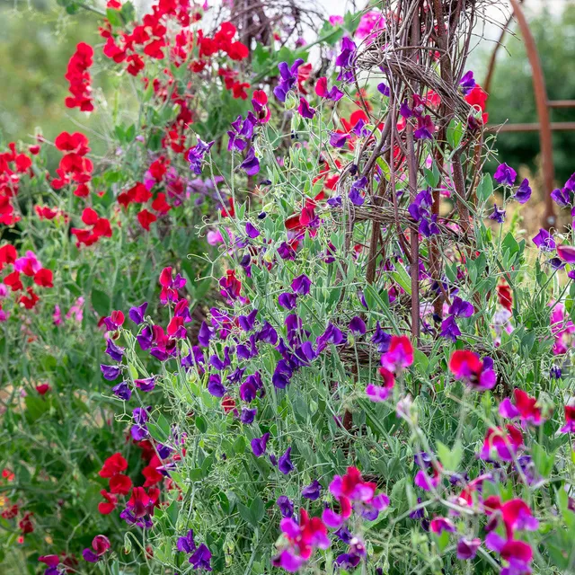 Sarah Raven Sweet Pea Collection Blumensamen 3 Packungen duftend
