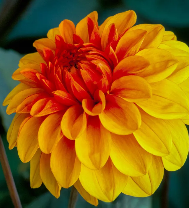 Sarah Raven Bulbs Dahlia David Howard Dahlienknolle 1 Knolle Orange
