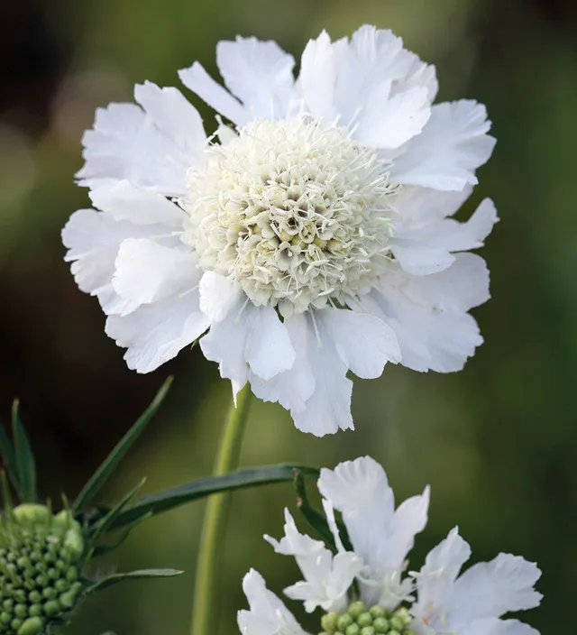Sarah Raven Plants Skabiose Perfecta Alba Pflanze 3x 9cm weiß