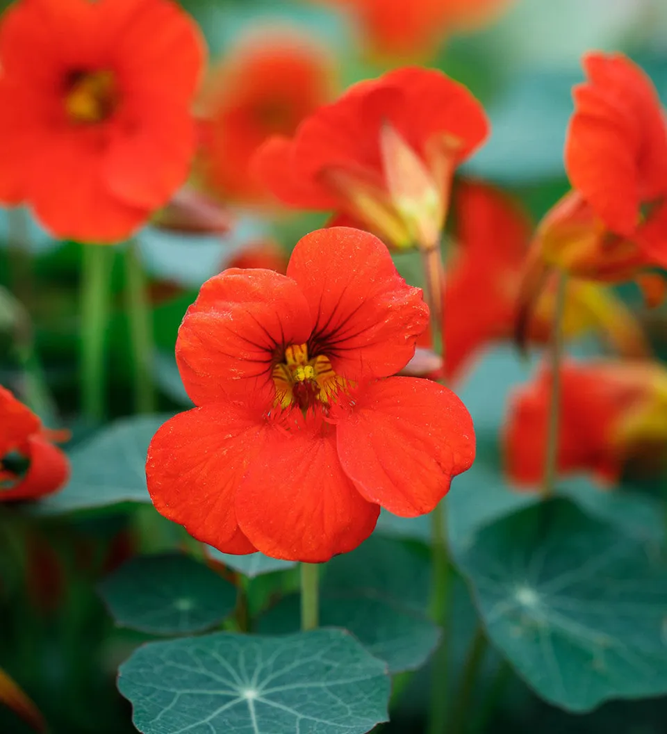 Sarah Raven Seeds Kapuzinerkresse Empress of India Samen 25 Stk