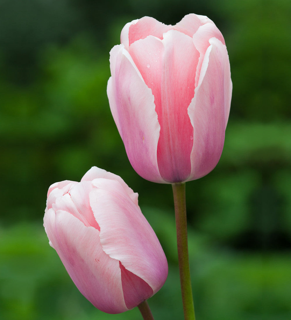 Sarah Raven Bulbs Tulips for Two Months Blumenzwiebeln 40 Zwiebeln Mix