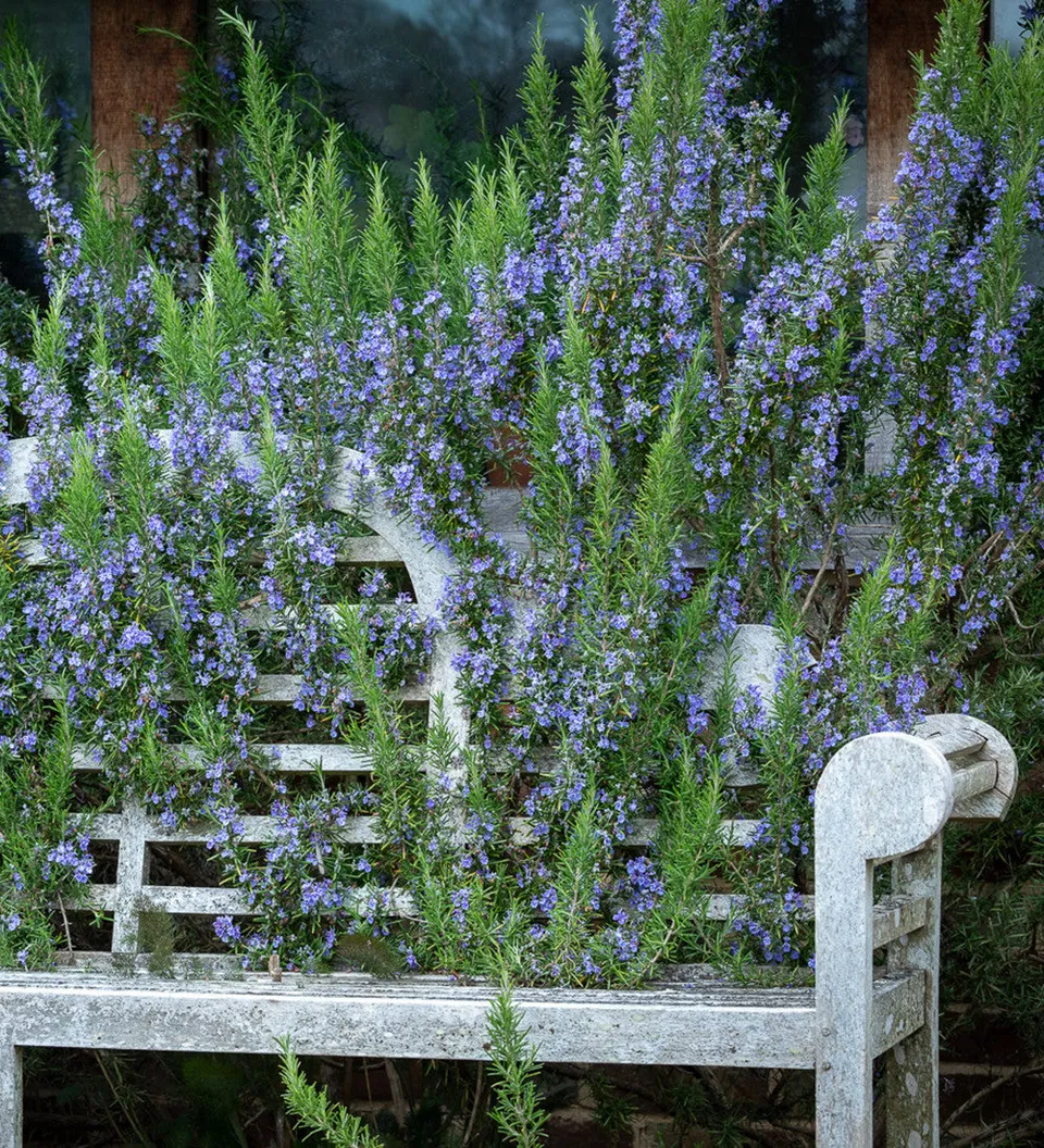 Sarah Raven Plants Rosmarin Tuscan Blue Kraut 3x9cm Topf