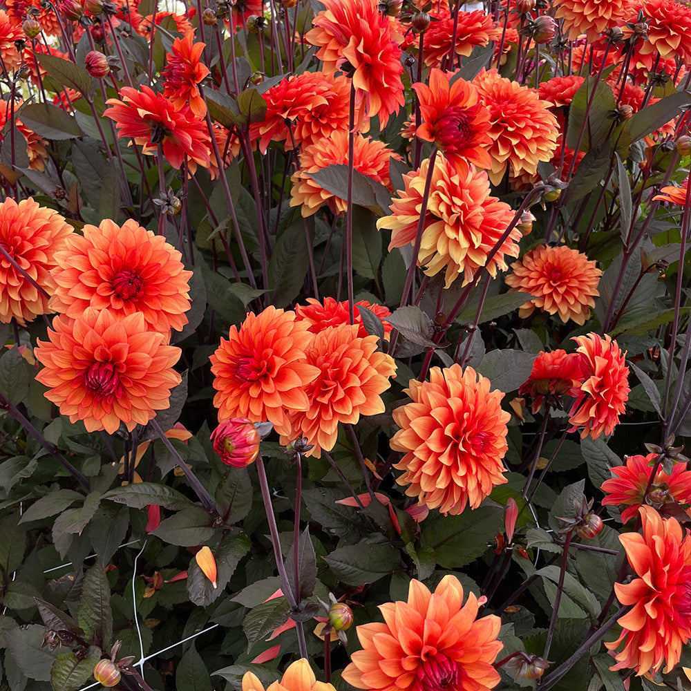Sarah Raven Dahlia Statue of Orange Knolle 1 Stück Orange
