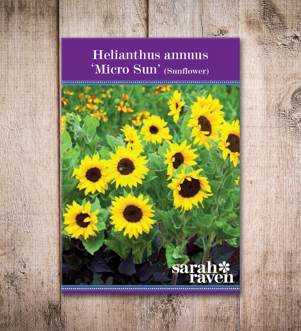 Sarah Raven Seeds Helianthus Micro Sun Sonnenblumen 8 Topf